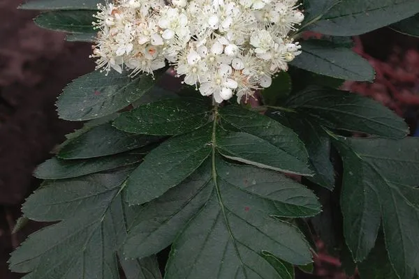 mountain ash oak leaf 8 gallon pot